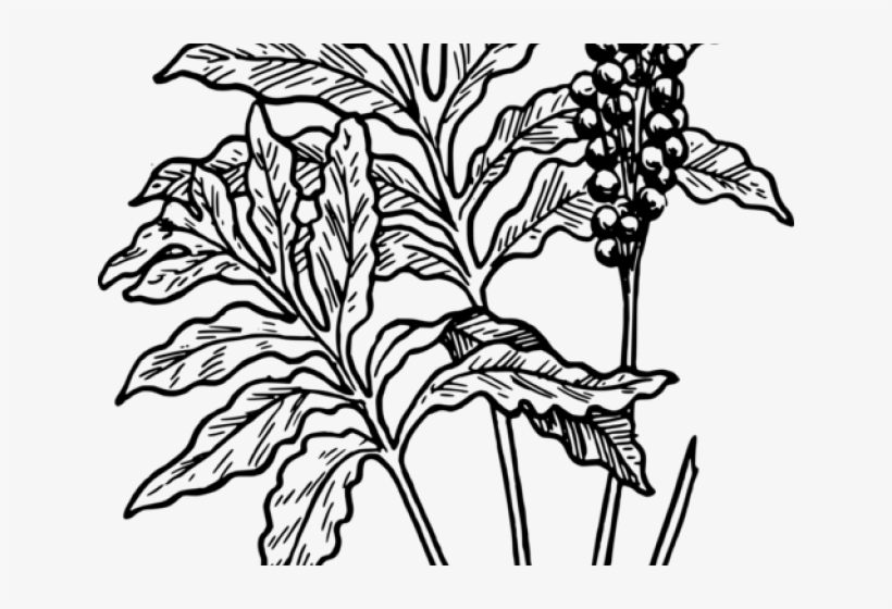 Moss Clipart Desert Plant - Fern Clip Art, transparent png download