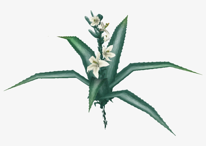 Desert Lily - Illustration, transparent png download