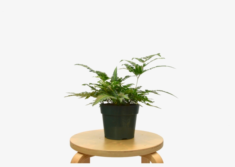 Houseplant, transparent png download