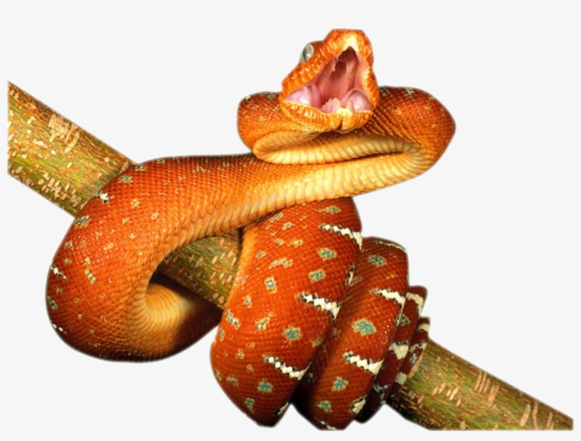 Share This Image - Tree Snek, transparent png download