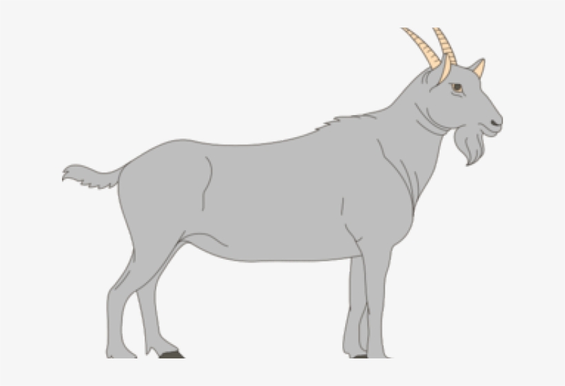 Goat Clipart Grey Goat - Ruminant Digestive System Blank, transparent png download