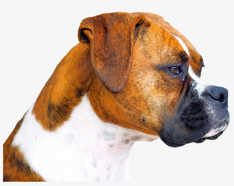 Having Dog Is Quotes, transparent png download