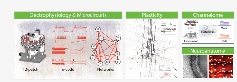 The Laboratory Of Neural Microcircuitry , Headed By - Diagram, transparent png download