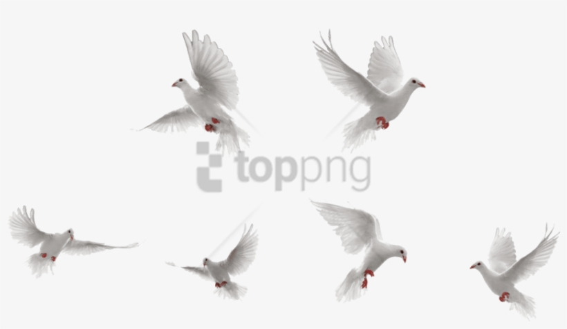 Free Png Dove Png Image With Transparent Background - Dove, transparent png download