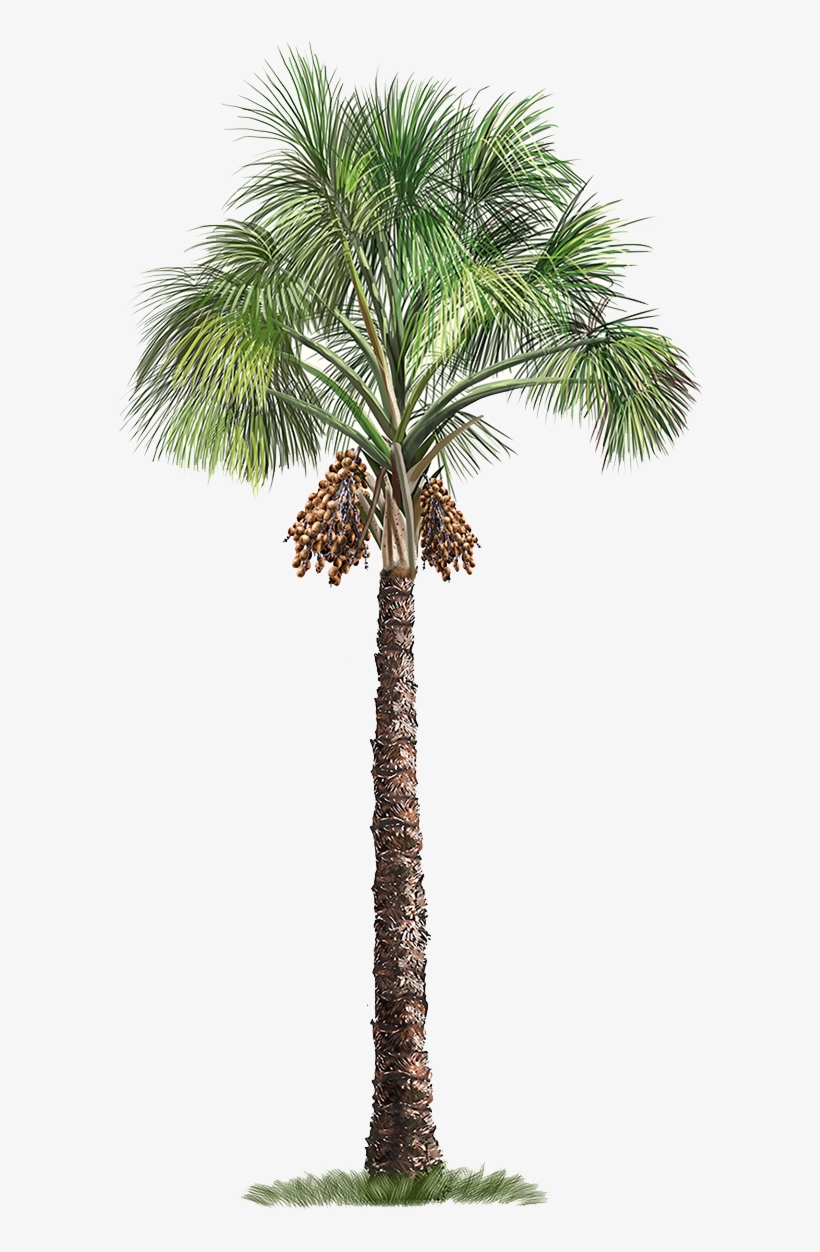 Palm Flexuosa Mauritia Tree Arecaceae Free Download - Transparent Background Palm Tree Png, transparent png download