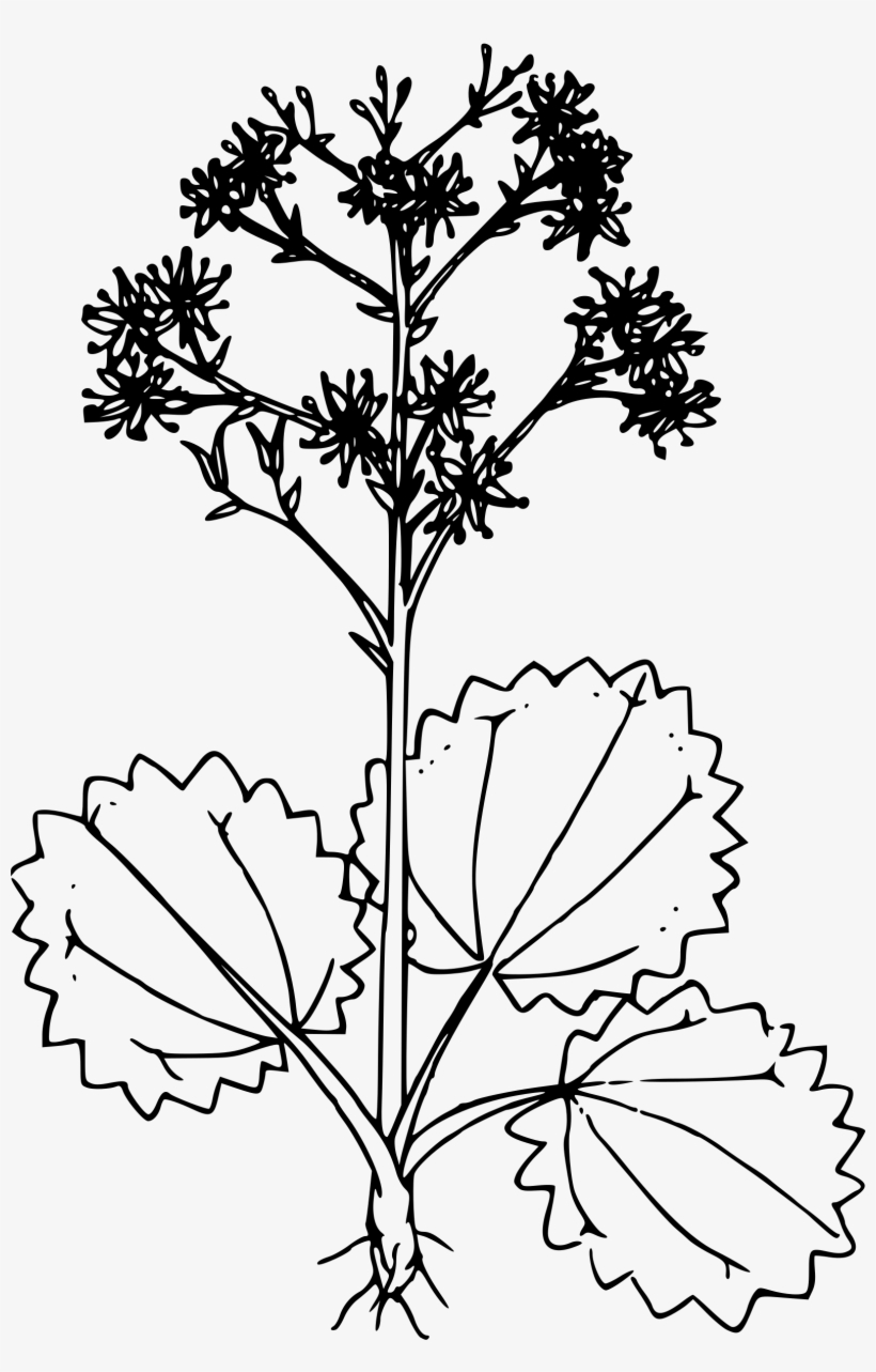 This Free Icons Png Design Of Brook Saxifrage, transparent png download