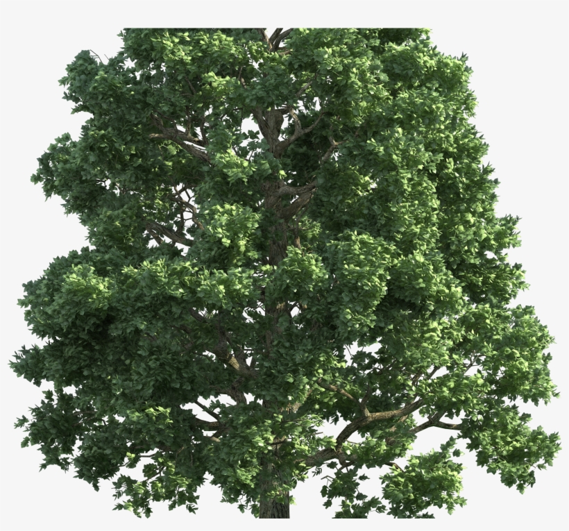 View The Solar Eclipse Using A Tree Steps With Pictures, transparent png download