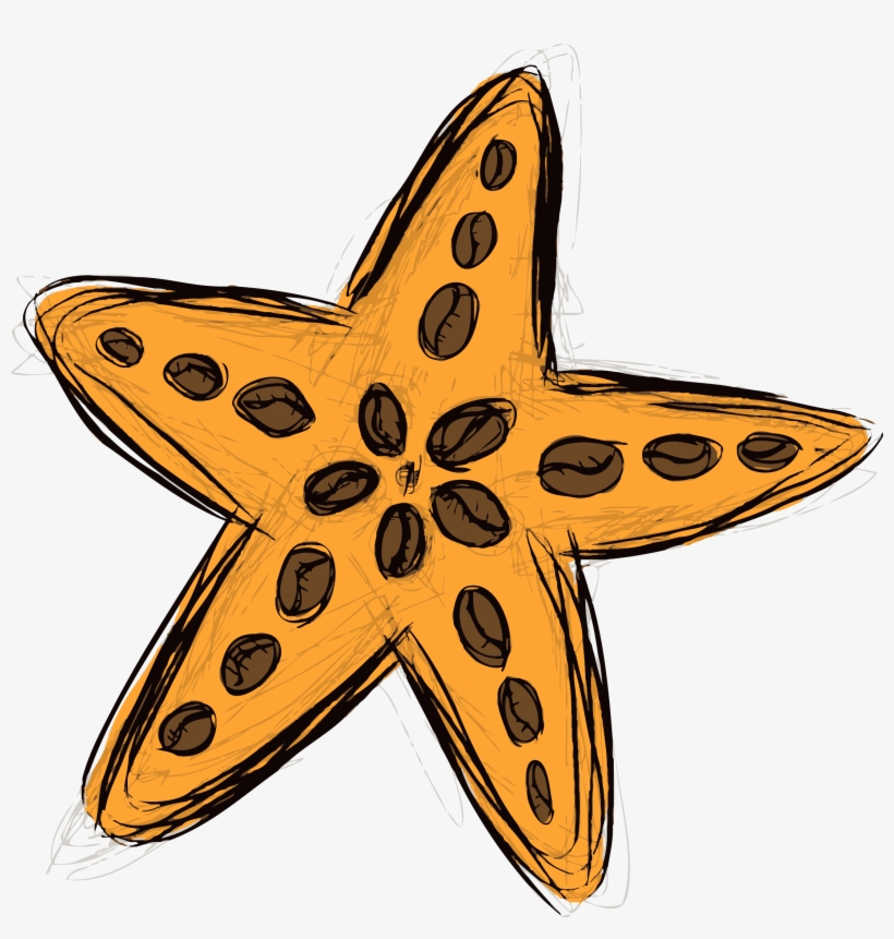 Starfish & Coffee - Starfish, transparent png download
