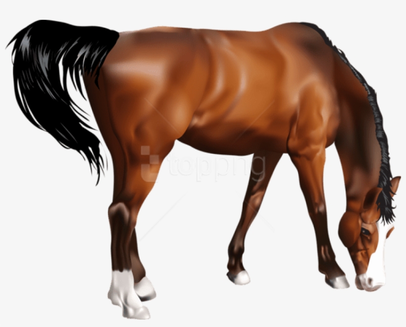 Free Png Download Horse Png Images Background Png Images - Sorrel, transparent png download