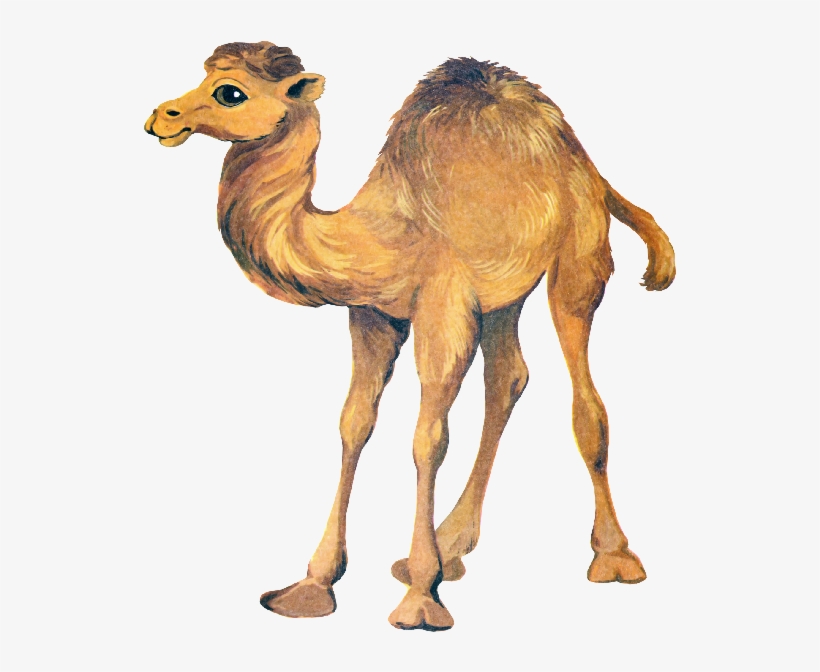 Camel Png Clipart - Верблюд Клипарт, transparent png download