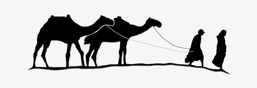 Wild Arabia Camels Explore And Discover Uae Oman - Camel And Man Png, transparent png download
