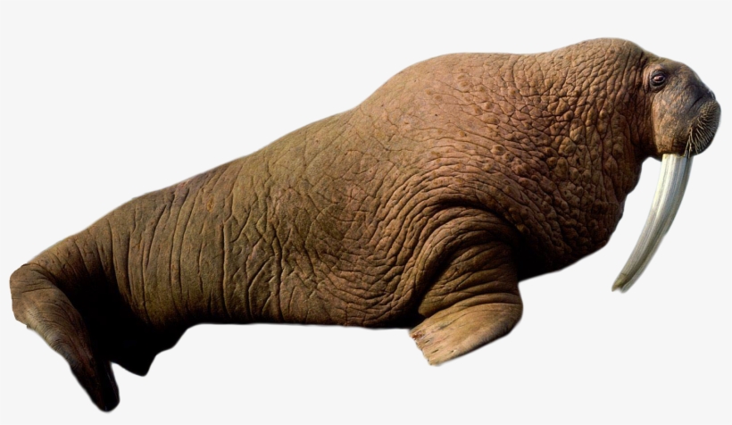 8 Months Ago 486 41 - Walross Png, transparent png download