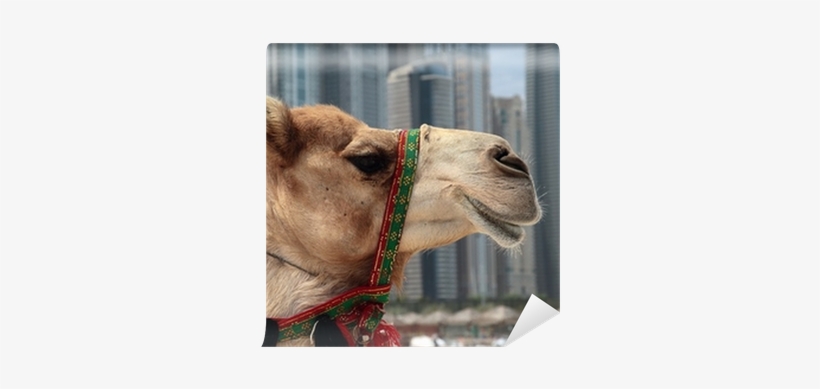 Painting, transparent png download