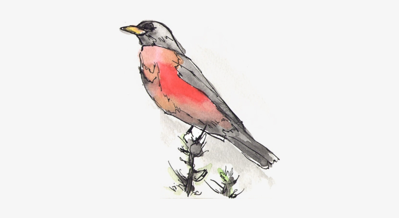 Watercolor Robin - Watercolor Painting, transparent png download