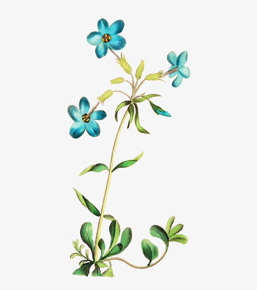 Beautiful Blue Flower, Camellia Flower - Flower Png Images Blue, transparent png download