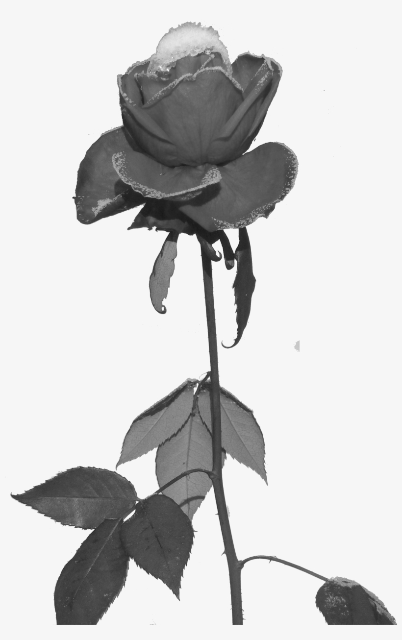 Rose Und Eis Freigestellt - Ungkapan Cinta Yg Terpendam, transparent png download