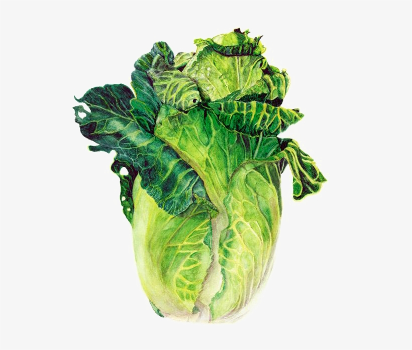 Clipart Transparent Stock Watercolor Painting Vegetable - Chinese Cabbage Painting, transparent png download