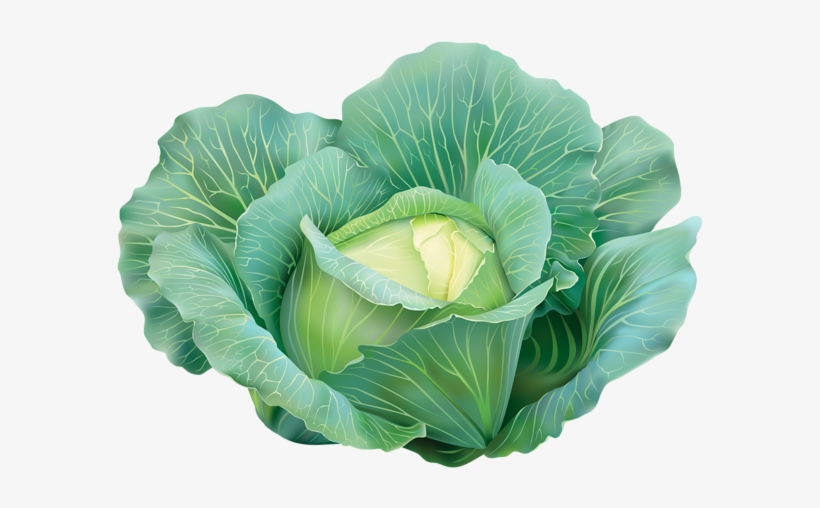 Cabbage Clipart Image - Cabbage Clipart, transparent png download