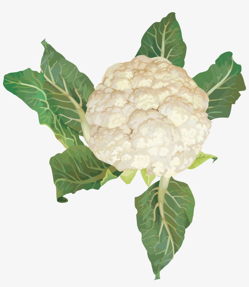 Cabbage Png Image Free Download Images - Vegetables Clipart, transparent png download