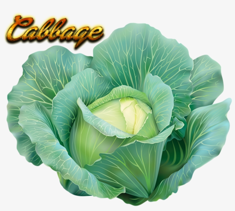 Cabbage Clipart, transparent png download