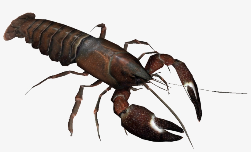 Signal Crayfish, transparent png download