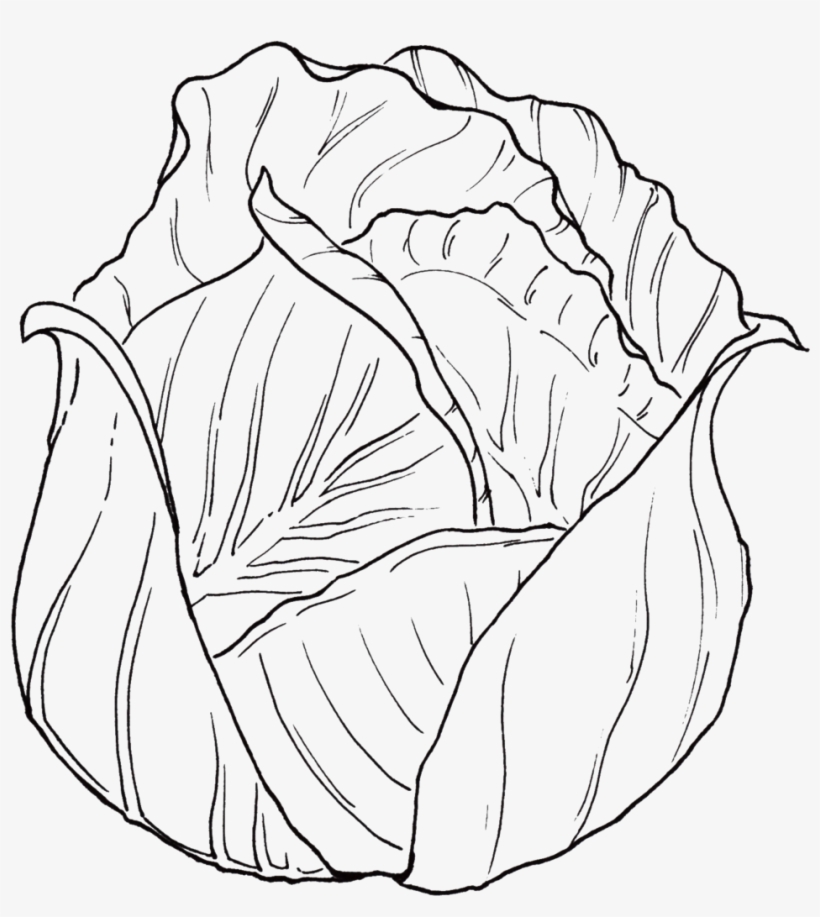Spf Spots Cabbage-1 Black - Sketch, transparent png download