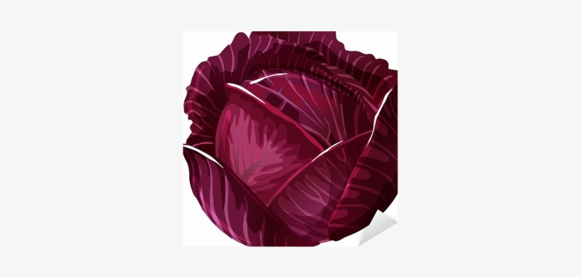 Cabbage Red Illustration, transparent png download