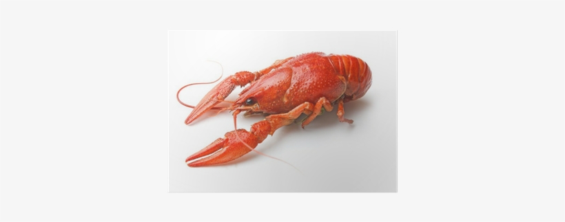 Wallmonkeys Wall Decals Wallmonkeys Boiled Crawfish, transparent png download