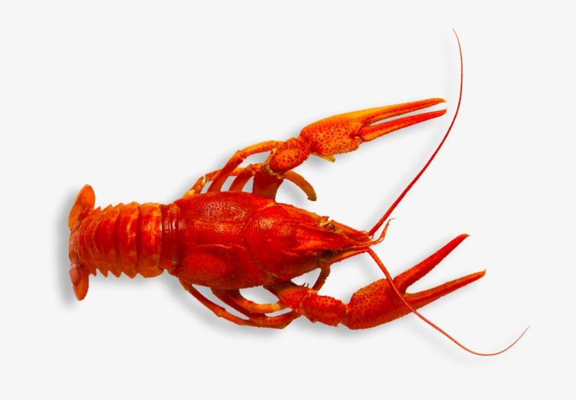 Want Some Crawfish Don't Know How To Boil - Parran's Seafood To Geaux, transparent png download
