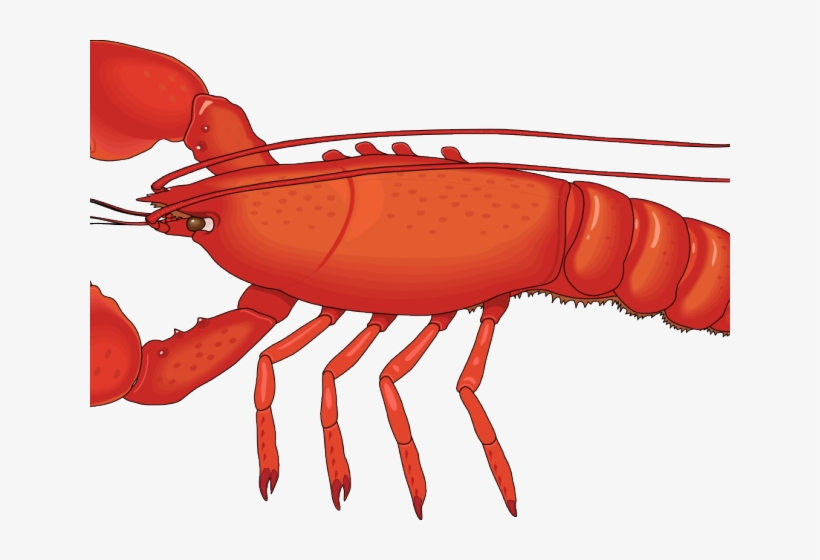 Crawfish Clipart Crab - Lobster Png, transparent png download