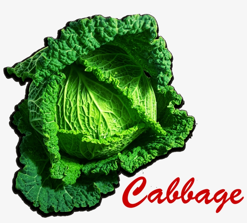 Colegio Colbachini, transparent png download