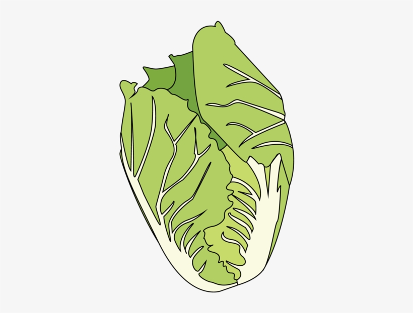 Cabbage - Illustration, transparent png download