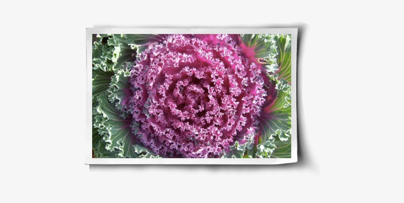 Nutritious, Delicious Cancer-fighter Post Image - Wild Cabbage, transparent png download