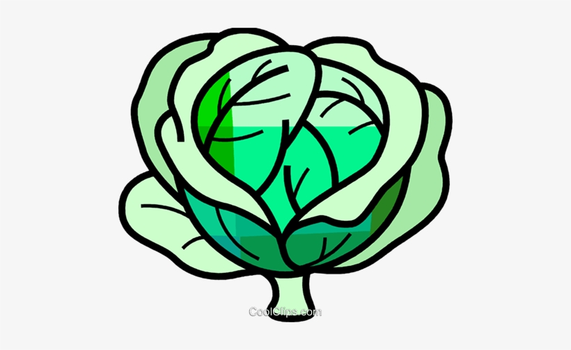 Cabbage - Kohl Clipart, transparent png download
