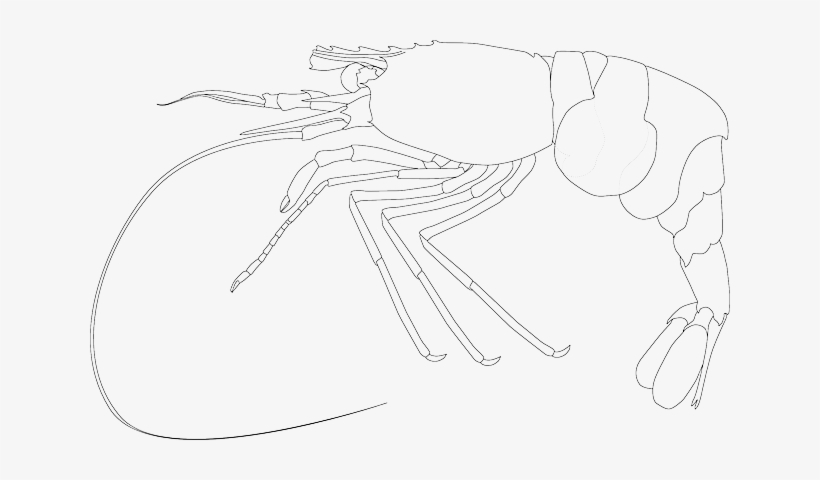 Shellfish, Crayfish, Spiny Lobster, Crawfish, Seafood - Crayfish, transparent png download