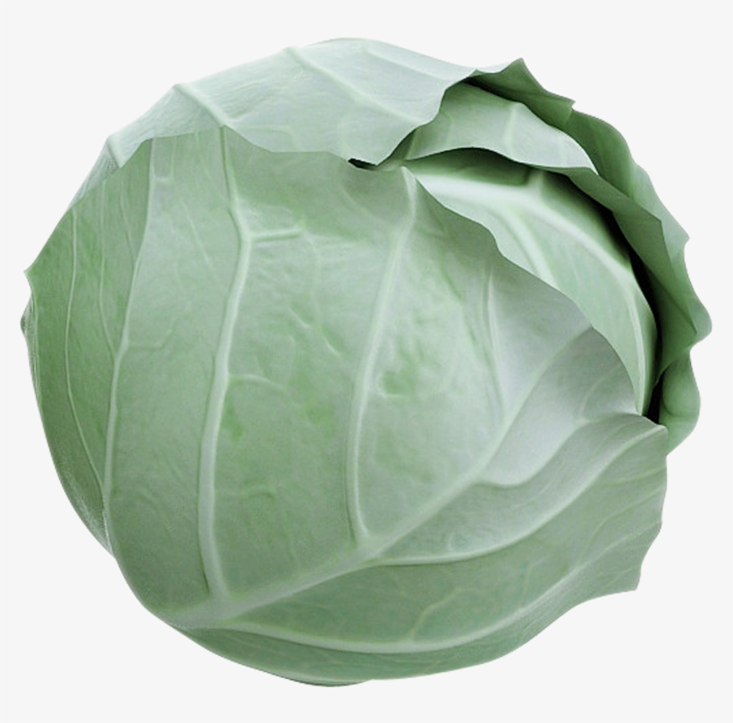 Cabbage Lettuce 1494778774 - Fbx, transparent png download