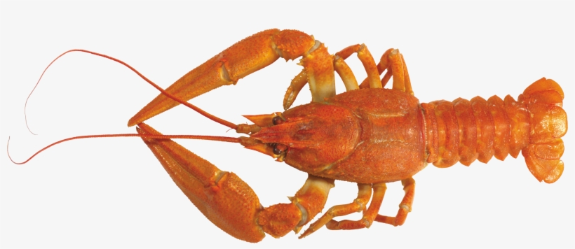 Lobster Png, transparent png download