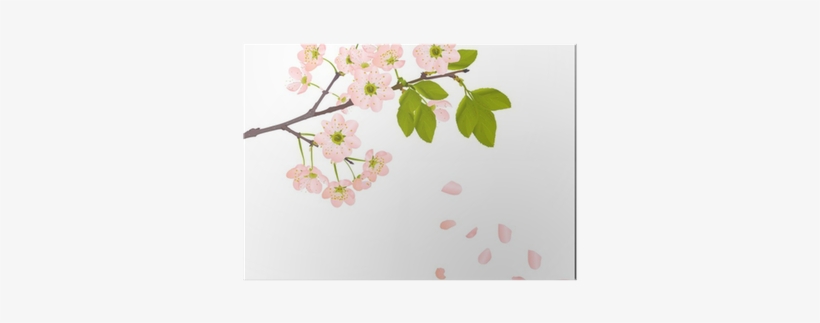 Pink Cherry Flowers And Falling Petals Poster • Pixers® - Falling Flower Vector, transparent png download