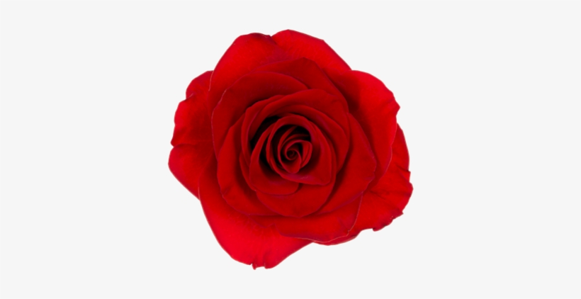 Freshbids Buy It Now - Floribunda, transparent png download