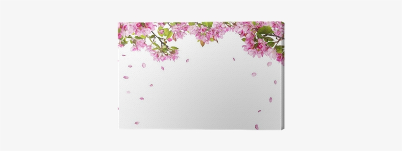 Apple Tree Blossom Branches And Falling Petals Canvas - Flowers Falling, transparent png download