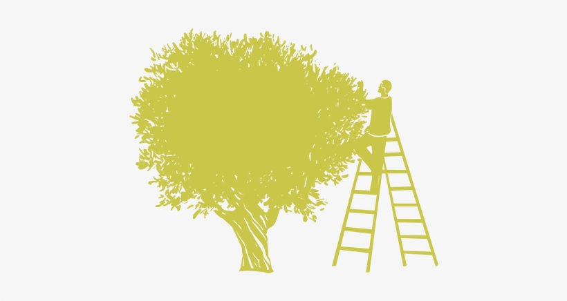Hundreds Of Thousands Of Olive Trees Have Been Passed - Zeytinağacı Png, transparent png download