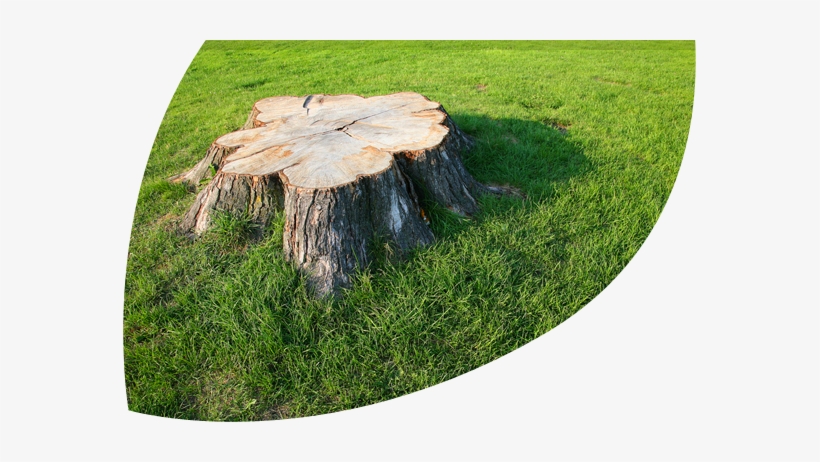 Tree Stump - Disguise A Tree Stump, transparent png download