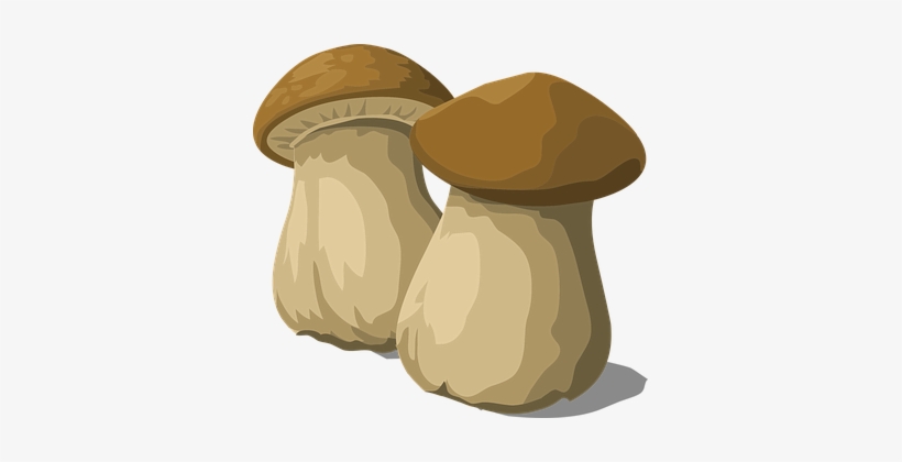 Porcini, Mushroom, Fungus, Food, Natural - Mushroom, transparent png download