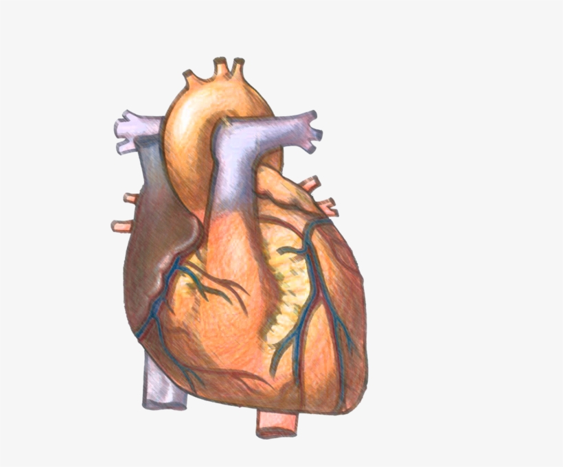 A Heart Psd Official - Effect Of Alcohol To Heart, transparent png download