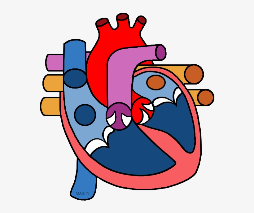 Real Human Heart Clipahuman Heart Png - Circulatory System Parts Clipart, transparent png download