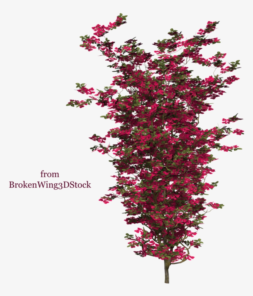 Png Image - Buganvilla Photoshop, transparent png download