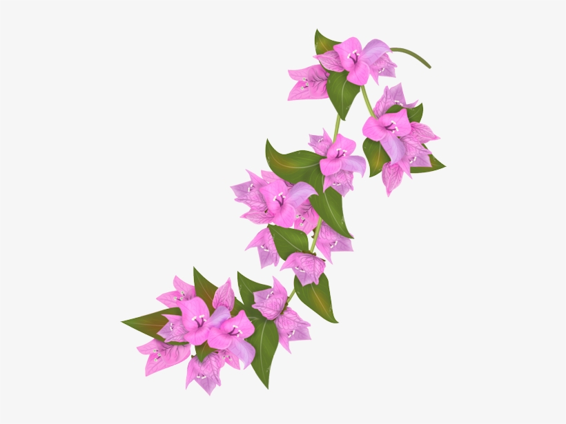 Flower Petal Transprent Png - Bougainvillea Drawing, transparent png download