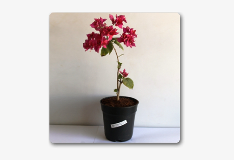 Flowerpot, transparent png download