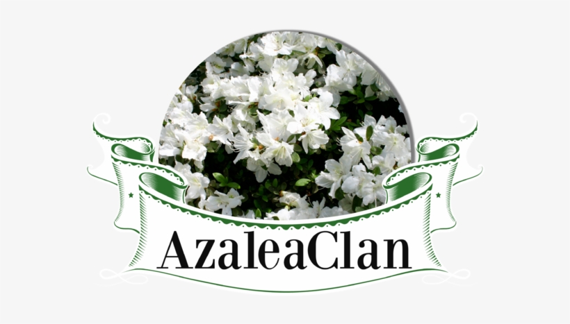 Rhododendron Delaware Valley White 5801-1 - Rhododendron Delaware Valley White, transparent png download