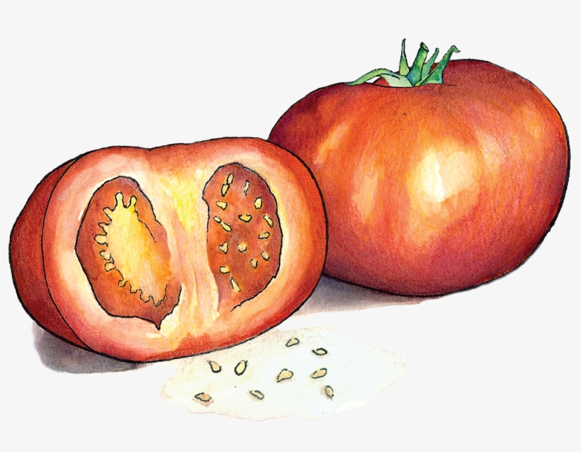 Tomatoes - Food, transparent png download